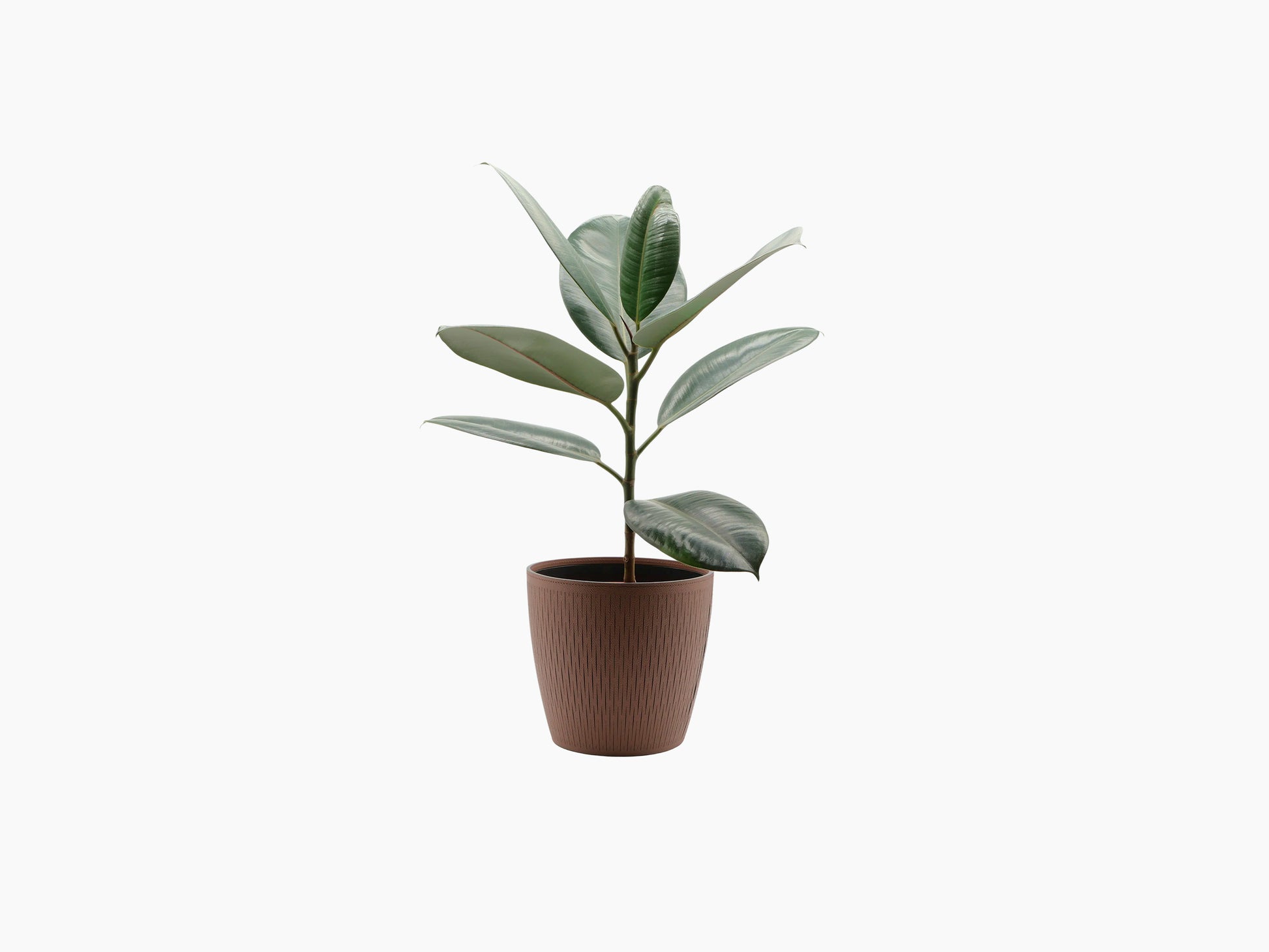 Small Silvy Flower Pot with a leafy plant in a textured brown container.